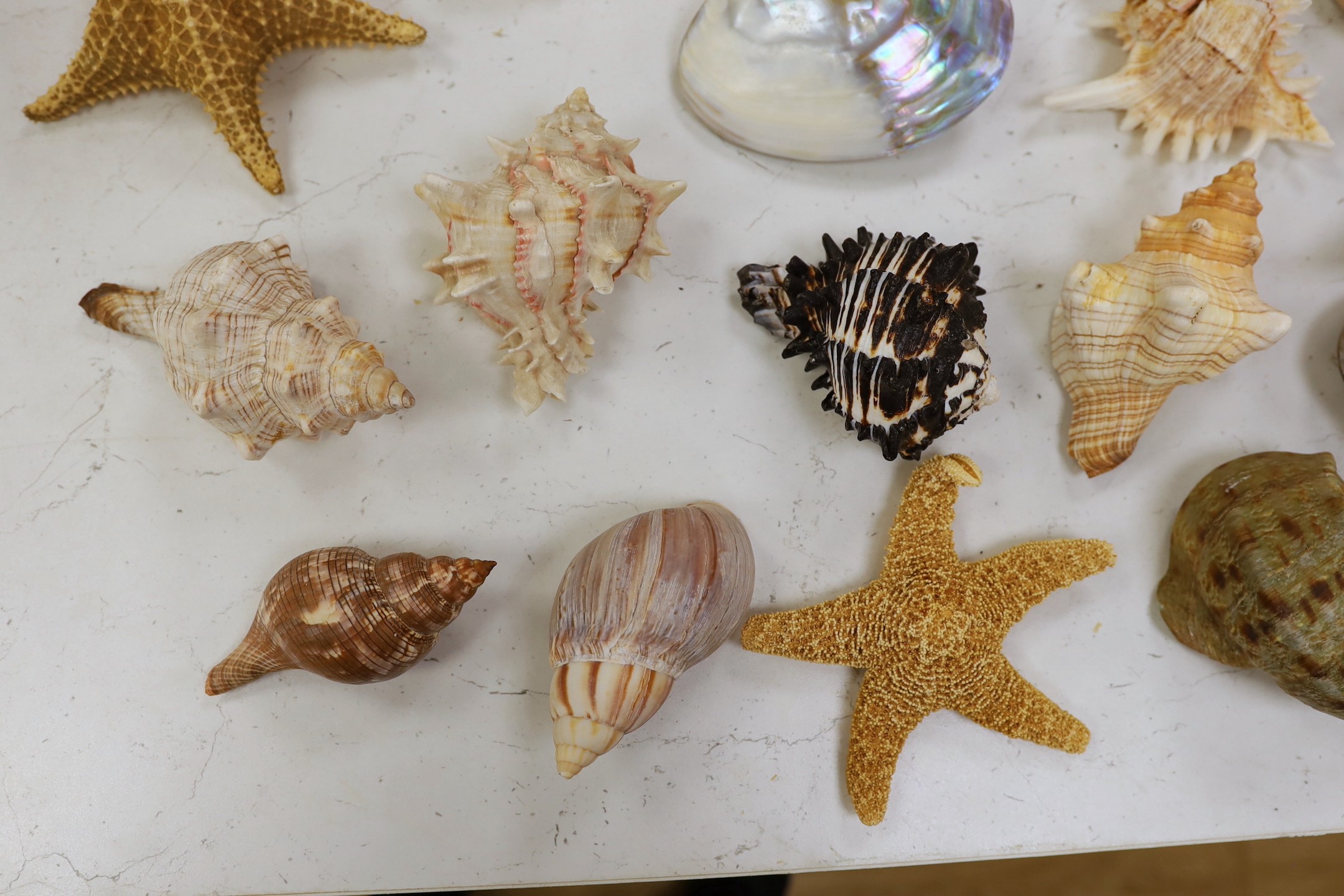 A collection of assorted seashells and two star fish